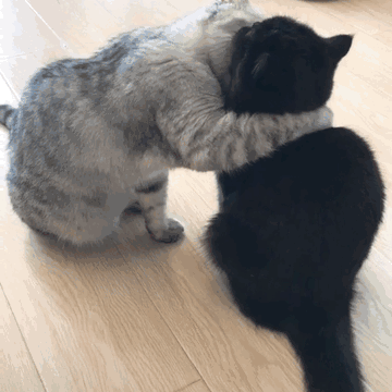 猫咪尴尬期是什么意思，原来猫咪鼻吻代表这些意思