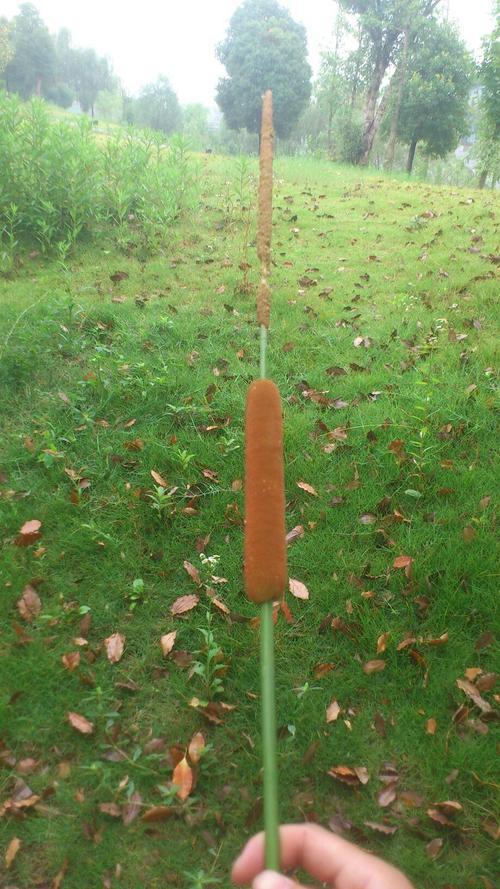 水烛花的特征，水烛是一种怎样的植物