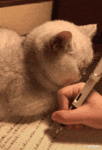 母猫应该绝育吗，它真的没有你想象的那么神奇