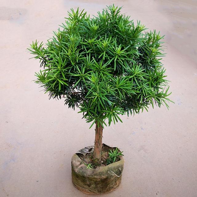 春节花卉品种大全大图，春节遇花期，五彩斑斓过新年
