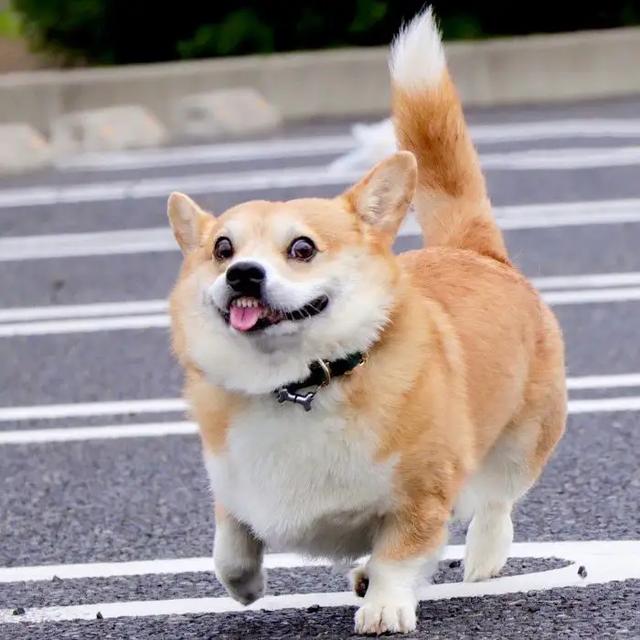 什么小型犬最聪明，三种最聪明的狗狗（非常适合“新手”饲养）