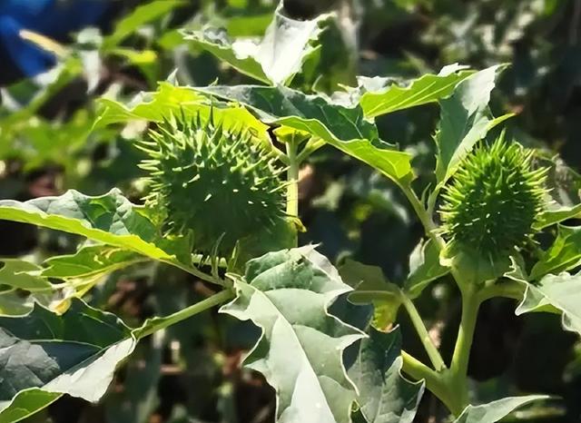 曼陀罗花刺有毒吗，小区惊现有毒“情花”