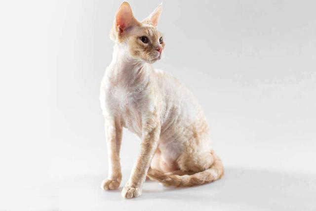 猫咪智商排名前十名是什么猫，智商排名前十的猫咪排行榜