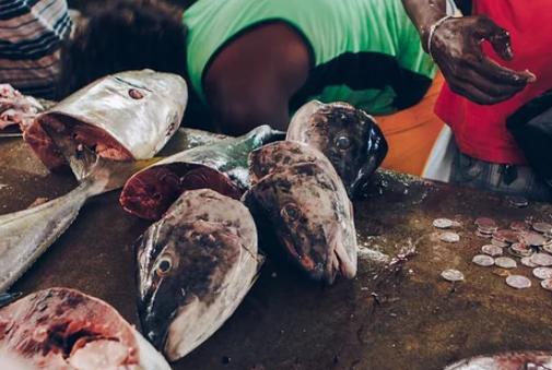 吃什么鱼最健康，鱼一般吃什么最好