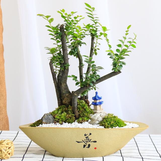 小叶紫檀盆景图片，小叶紫檀盆景养护技巧（盆景首选小叶紫檀）