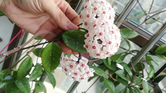 适合家里养的喜欢阳光的花，7种喜阴花