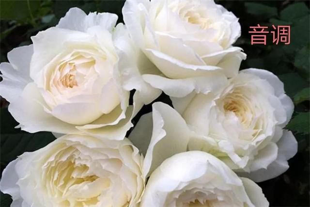 切花月季哪几个品种比较好，常见切花月季一览