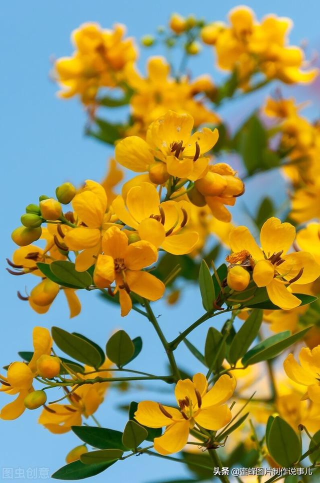 一束鲜花一份温馨一种愉悦，一束鲜花一个春天