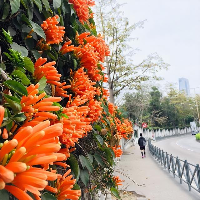 花卉图片及名称大全，常见绿植花卉及名称大全（100种常见花图鉴）