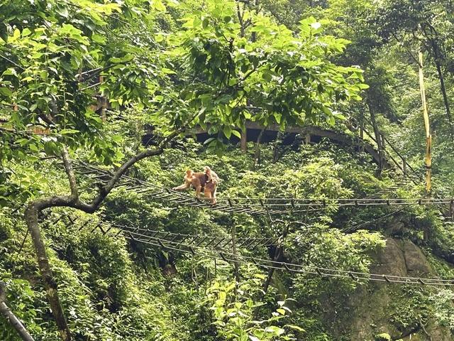 峨眉山识途旅游网，峨眉山徒步旅游攻略要详细实用