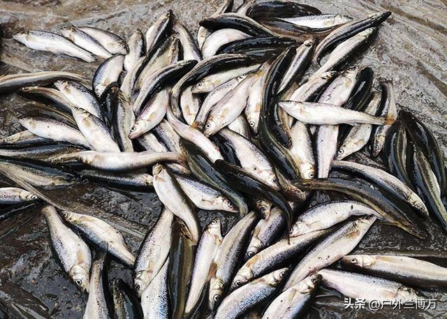 撒腿就跑和硬刚，钓鱼时爬地虎闹窝怎么办