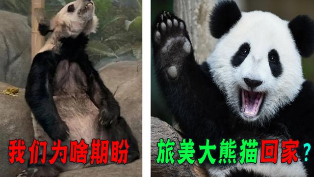 熊猫头肥胖(肥胖熊猫头表情包)