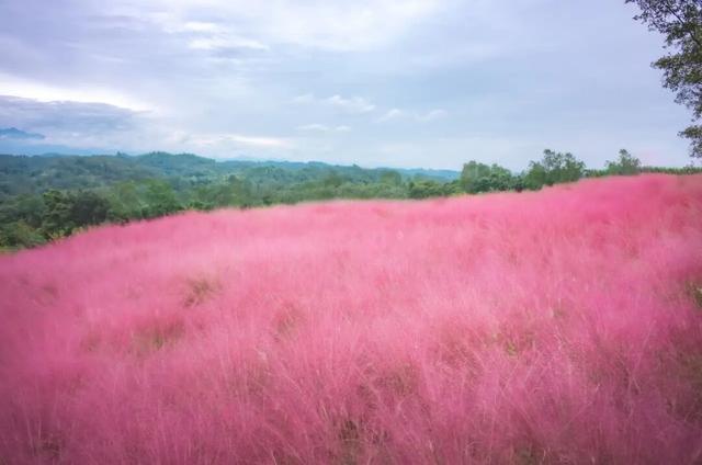 粉黛草向日葵彼岸花海...成都有多少惊喜，粉黛花海花期50天