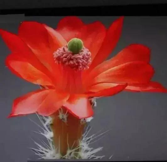 各种最好看的鲜花，分享40多种美丽的鲜花