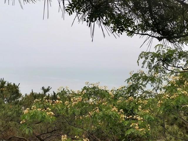 青岛崂山仰口景区半日游攻略，青岛免费游崂山