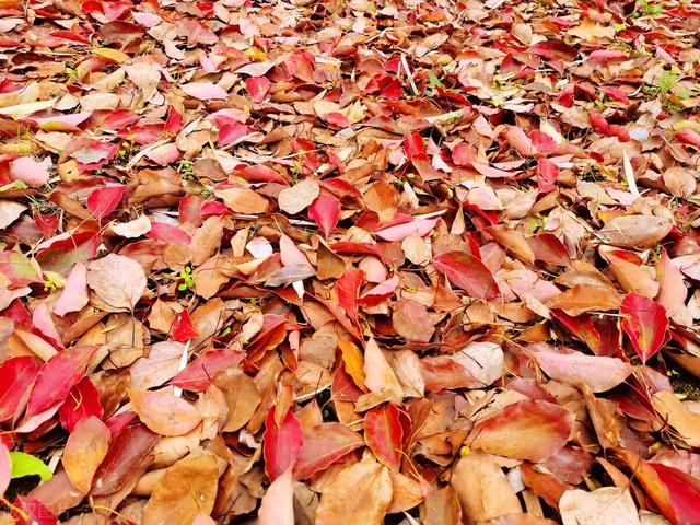 沙漠绿化知识，沙漠绿化种草比种树省水又固沙