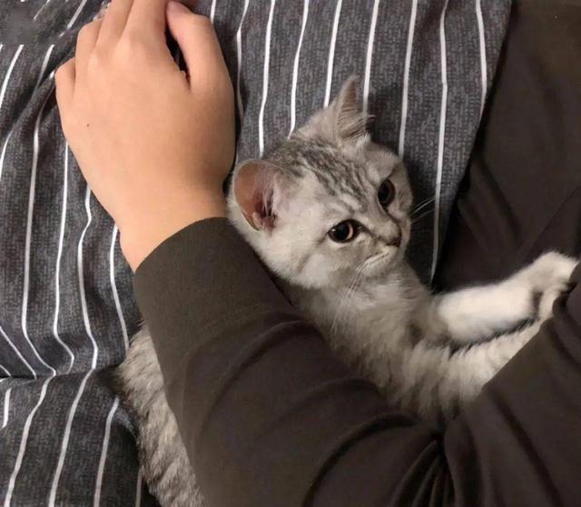 猫咪睡觉有好处吗，和猫睡觉竟有这5点好处