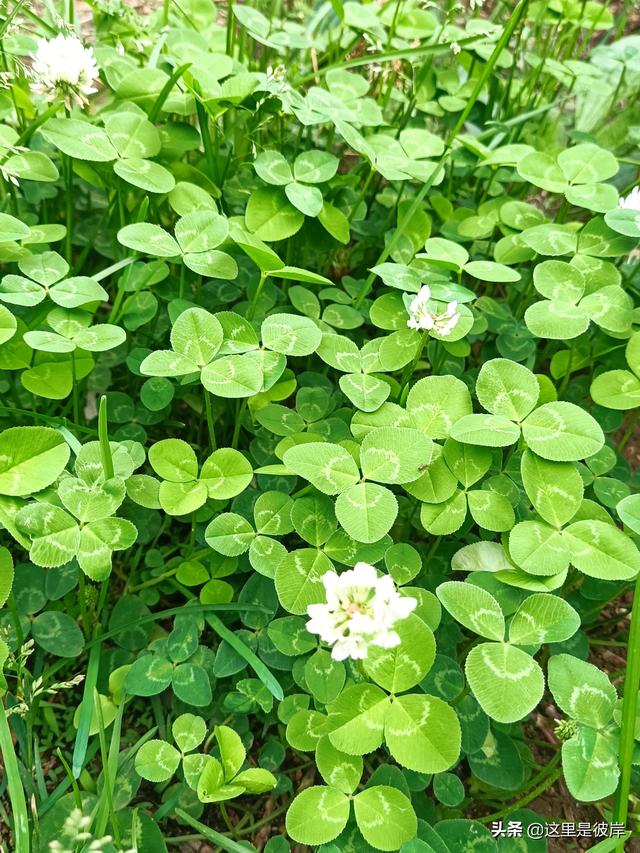 三叶草的叶子是什么形状的，每片叶子都有个胜利的标志