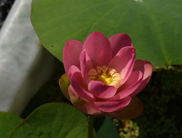 名贵荷花十大品种，最大的荷花品种排行榜