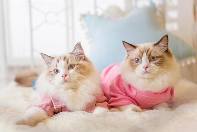 种猫，新手建议养的四种猫