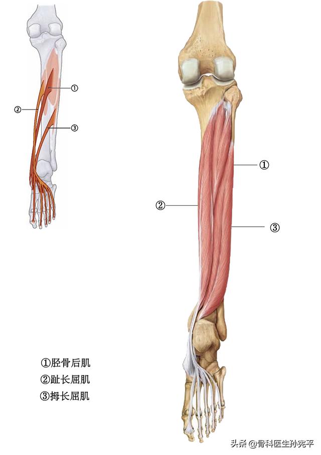 腿部肌肉解剖断面立体结构图，最全面的下肢肌肉解剖图谱
