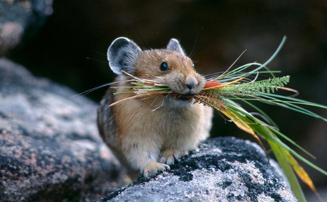 老鼠的天敌有哪些排名，四害之首的老鼠