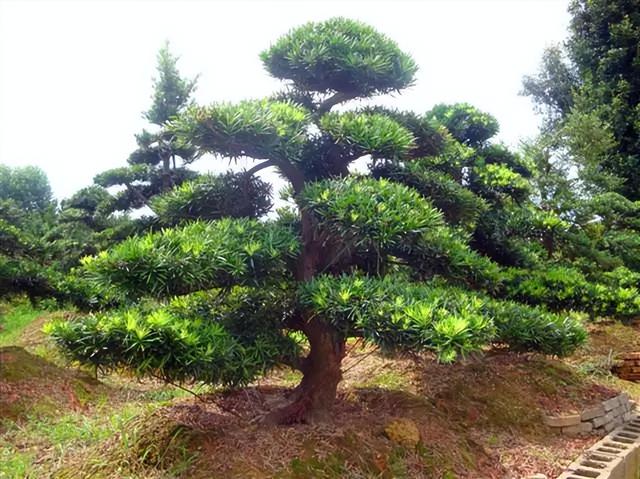 花卉图片及名称大全，常见绿植花卉及名称大全（100种常见花图鉴）