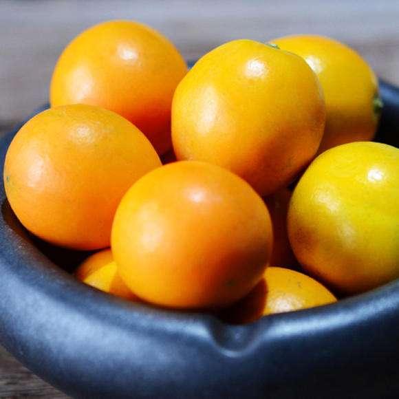 橘子的品种有哪些，柑橘品种有哪些