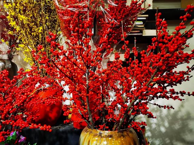 北美冬青什么时候开花结果，好看好养又耐寒