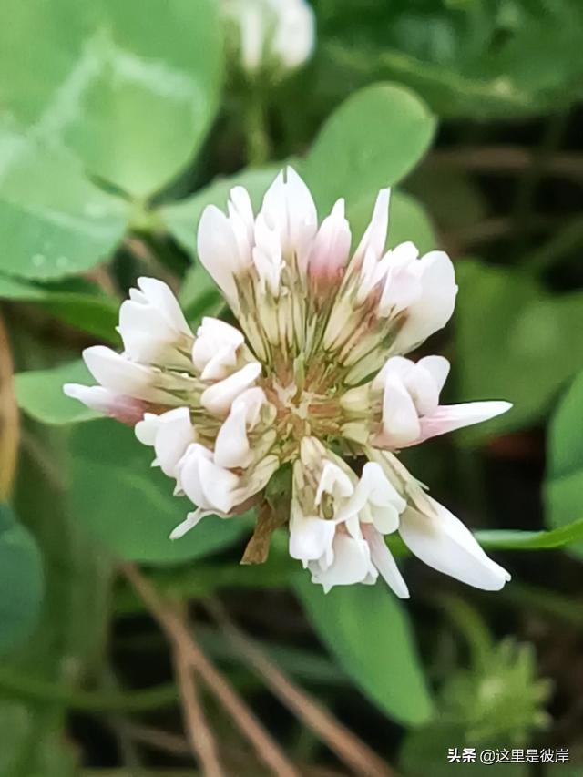 三叶草的叶子是什么形状的，每片叶子都有个胜利的标志