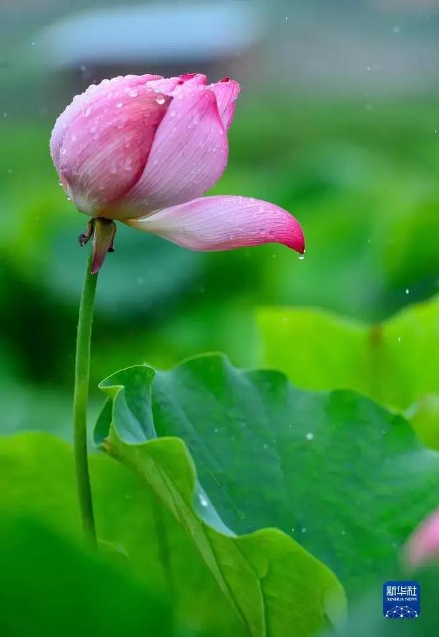 七月你好愿一切美好都如约而至，愿生命绿意盎然