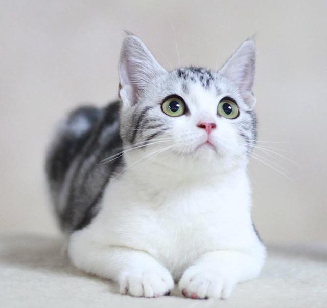 美短猫的优点与缺点，美短猫优点VS缺点