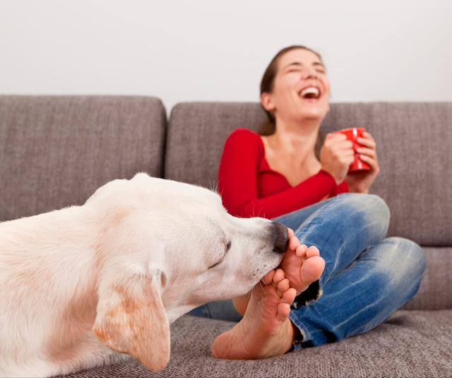 为什么狗狗喜欢舔脚还不让碰脚，狗狗啃你“手跟脚”的原因