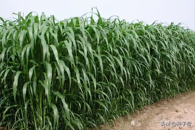 简述一年生黑麦草的生物特性，能长7米高的美国高丹草