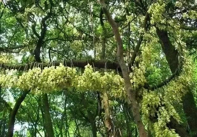 上海贡嘎山环线户外探险运动，香格里拉大环线