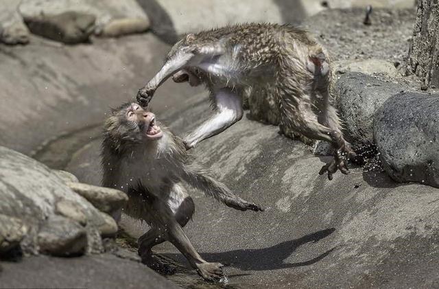 猴王争夺有多残酷，猴王争夺有多残忍
