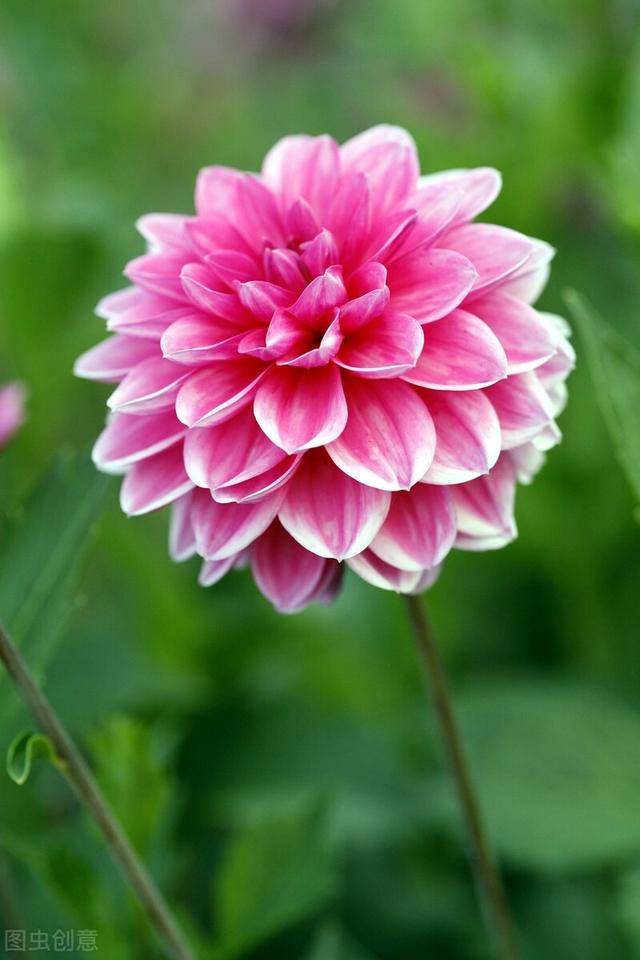 菊花有多少种颜色，各类菊花品种