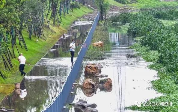 武汉白沙洲人工河，天气下雨鱼情好。坐标武汉市洪山区白沙洲青菱河