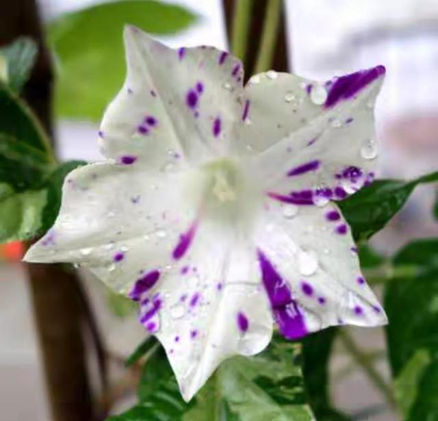 做梦也没想到牵牛花能开成这个样子，斗牛牛心脏（周公解梦：梦见这四种花草）