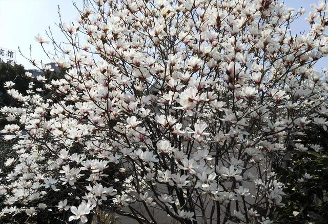 二十种风水树排名，5种富贵树