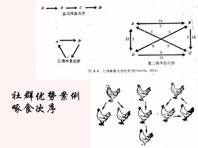 公鸡是天生就会早上打鸣的吗，公鸡为何晨时打鸣