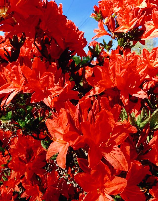 花开有期只为在最美时光里遇见你，一花一深情花如人生