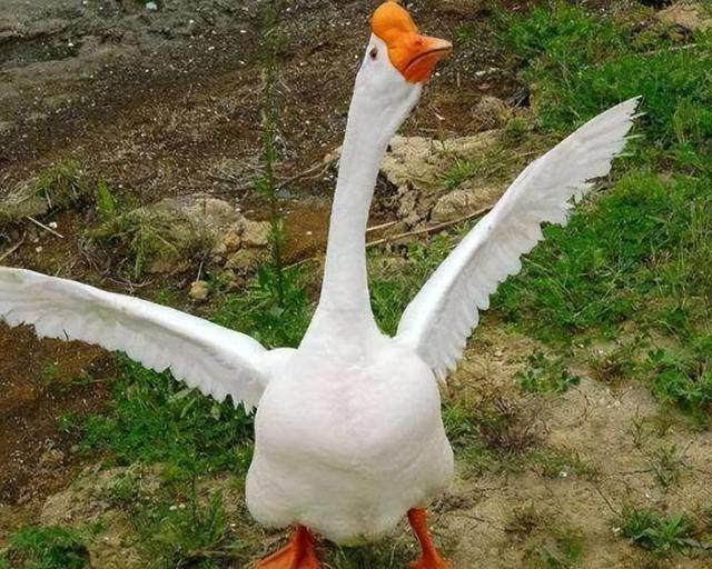 女子入厕大便全程遭拍，常州1女子当街大便