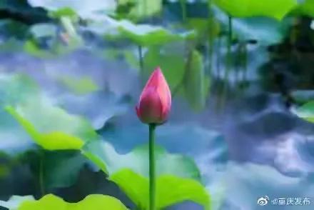 重庆荷花网红打卡地，重庆新晋网红打卡地美心