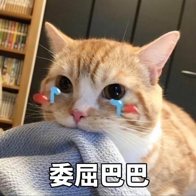 怎样才能看出猫在猫界是什么地位，铲屎官可以观察到猫的3个特点