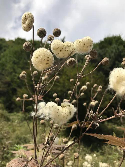 野棉花开花季节，打破碗花花也叫野棉花