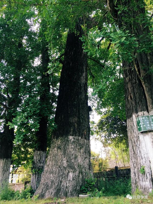 泾县桃花潭周边景点介绍，桃花潭水深千尺