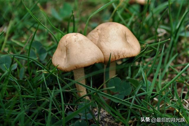 10种食用蘑菇大全，看准了别趴下教你认识十四种蘑菇及其口味