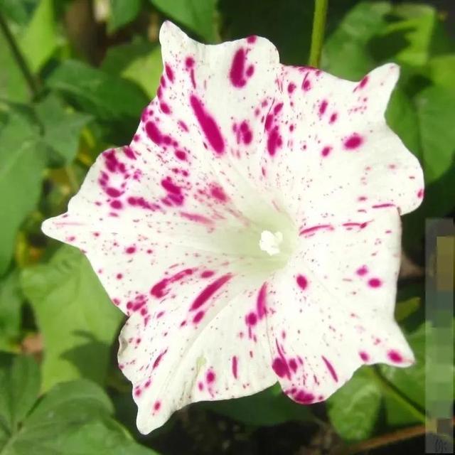 做梦也没想到牵牛花能开成这个样子，斗牛牛心脏（周公解梦：梦见这四种花草）