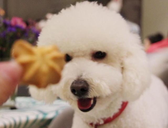 比熊犬的五个不足之处，比熊犬有这些特征